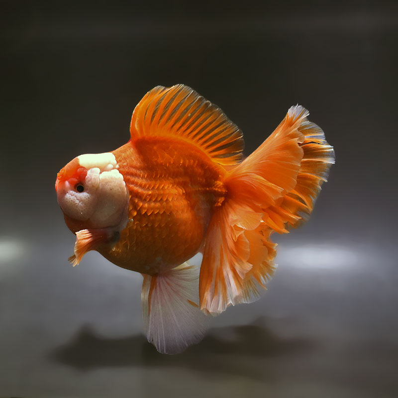 【金魚王子】更紗ローズテールオランダ 18.5cm前後 (個体番号：xsw262) 金魚 きんぎょ 生体 オランダ獅子頭 厳選個体