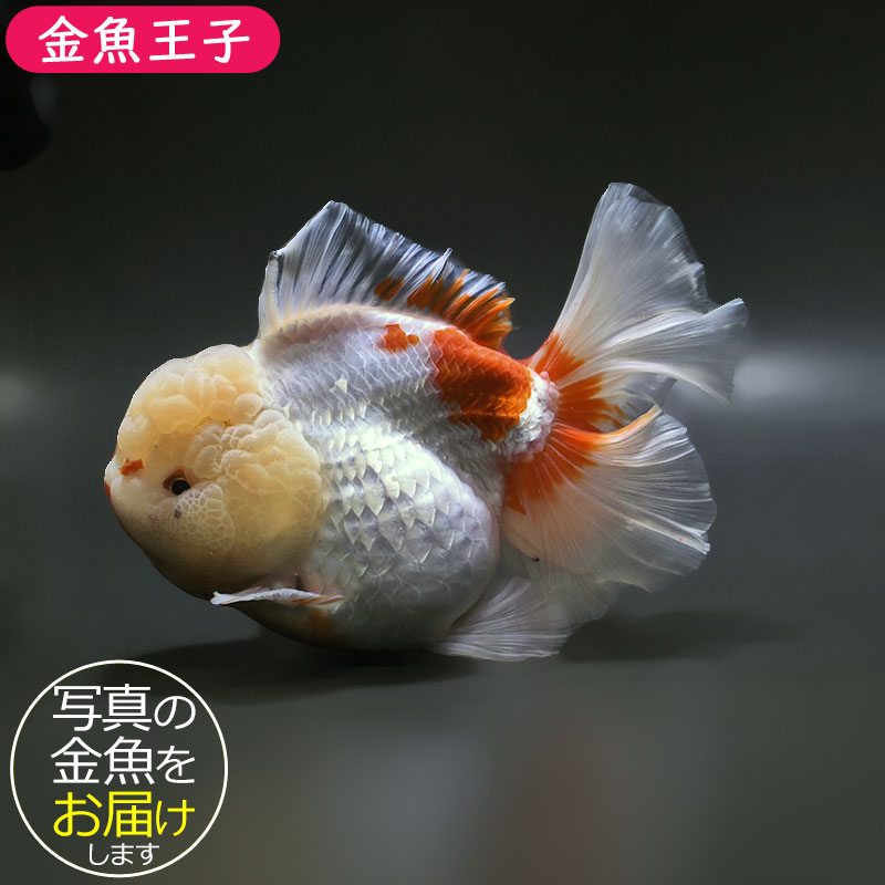 金魚王子】更紗ローズテールオランダ 17cm前後 (個体番号：xsw611