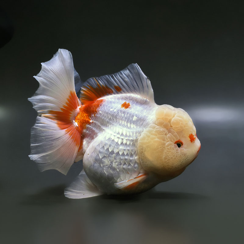 金魚　 金魚王子】更紗ローズテールオランダ 17cm前後 (個体番号：xsw611