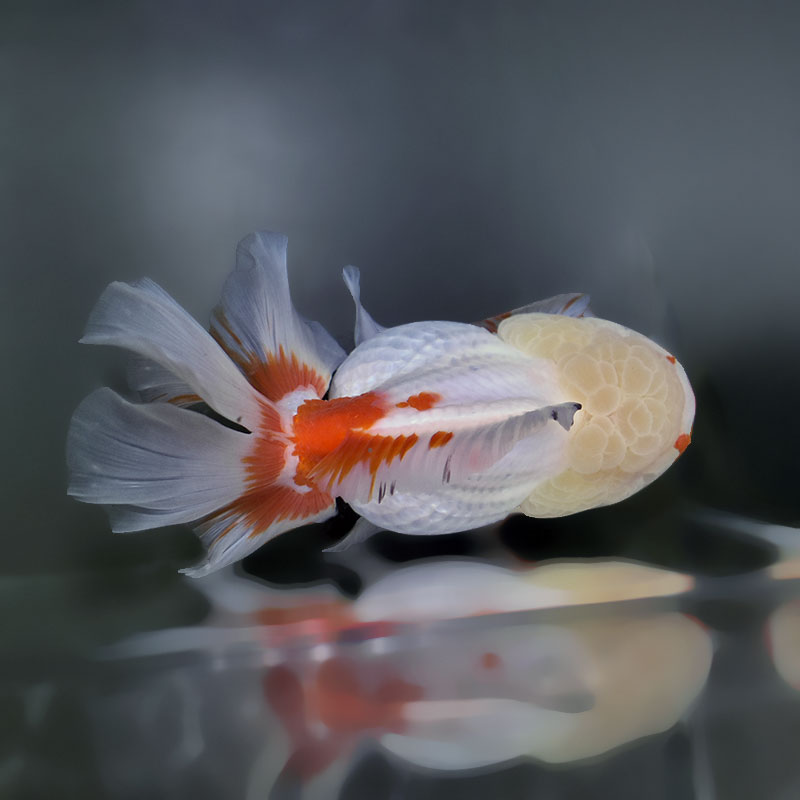 薔薇金魚 金魚王子】更紗ローズテールオランダ 18cm前後 (個体番号：cde881