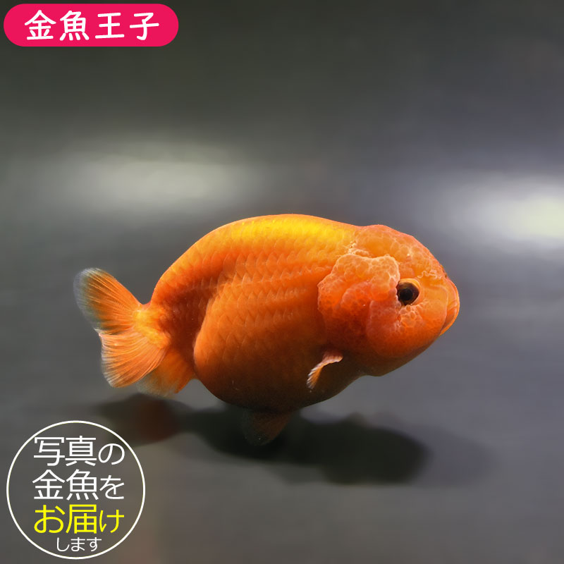 金魚王子】もみじらんちゅう 9.5cm前後 (個体番号：xsw791) 金魚