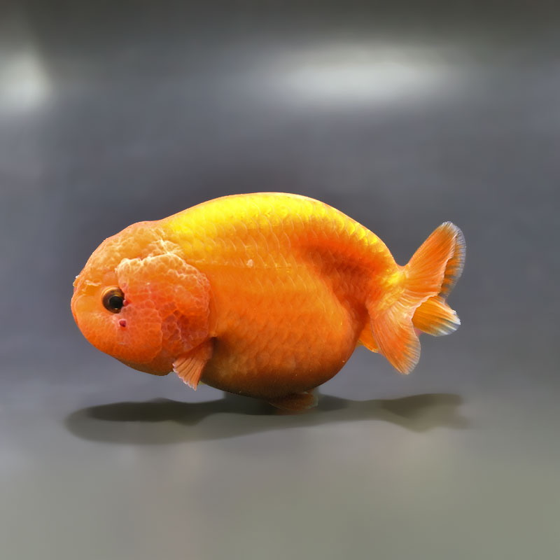 金魚王子】もみじらんちゅう 9.5cm前後 (個体番号：xsw791) 金魚