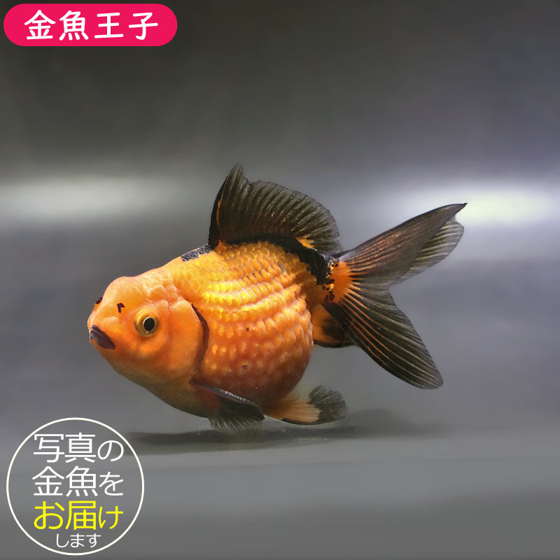 金魚王子】虎ピンポンパール 10.5cm前後 (個体番号：xsw951) 金魚