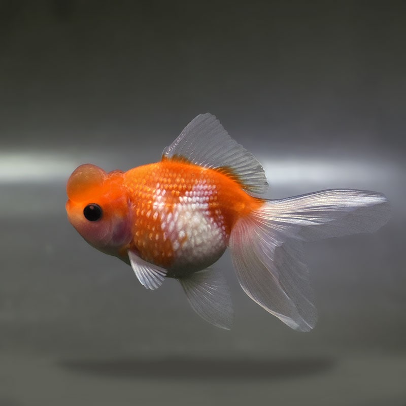 金魚王子】更紗浜錦 8～9cm前後 (個体番号：zaq753) 金魚 きんぎょ