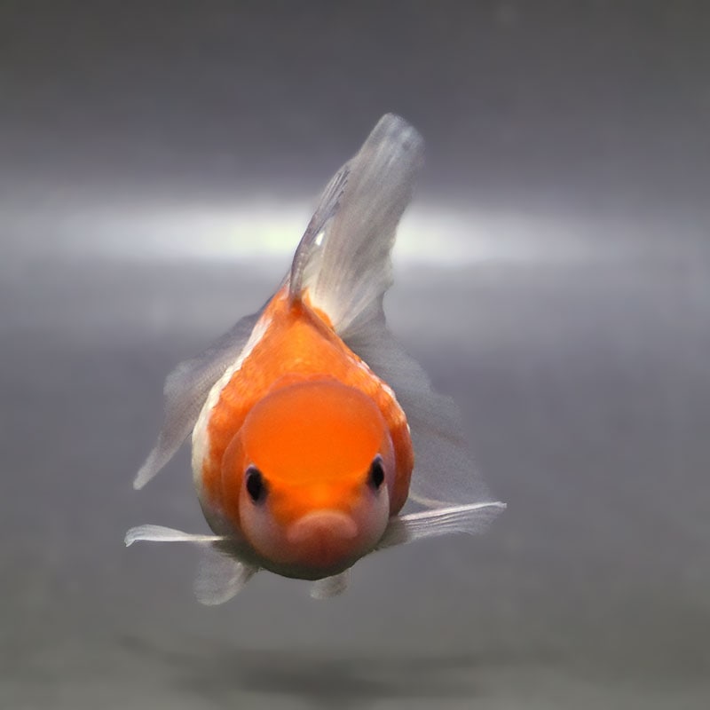 金魚王子】更紗浜錦 8～9cm前後 (個体番号：zaq753) 金魚 きんぎょ