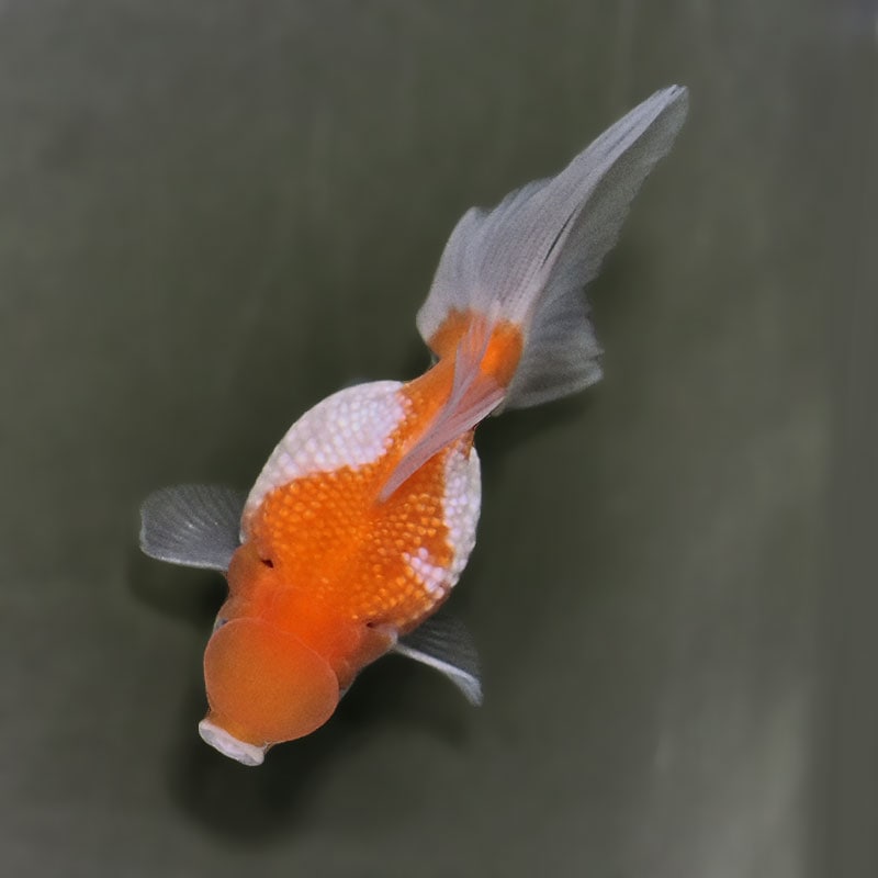 金魚王子】更紗浜錦 8～9cm前後 (個体番号：zaq753) 金魚 きんぎょ
