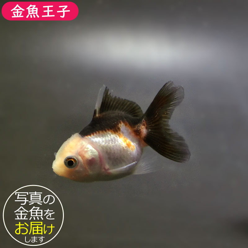 金魚王子】ベビーオランダ 5±1cm前後 (個体番号：cde346) 金魚