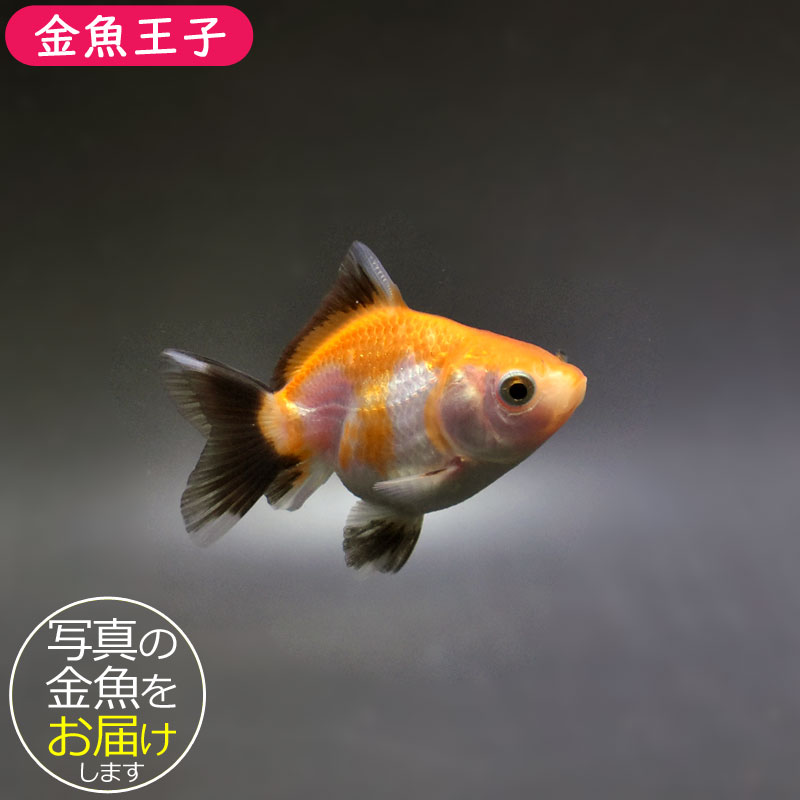 金魚王子】ハーフムーンオランダ 6.5±1cm前後 (個体番号：cde523) 金魚