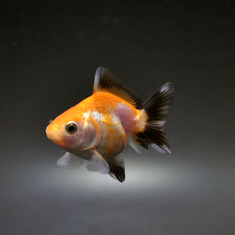 金魚王子】ハーフムーンオランダ 6.5±1cm前後 (個体番号：cde523) 金魚