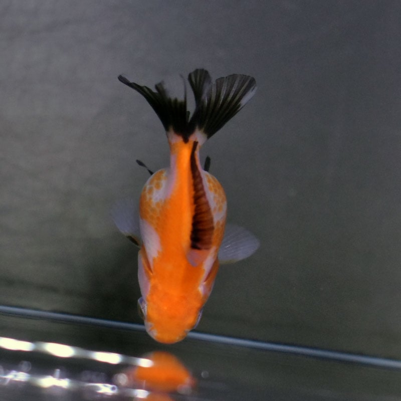 金魚王子】ハーフムーンオランダ 6.5±1cm前後 (個体番号：cde523) 金魚