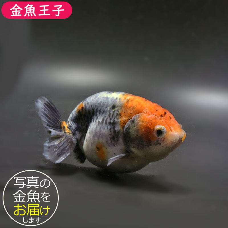 金魚王子】キリンらんちゅう 11.5cm前後 (個体番号：cde692) 金魚