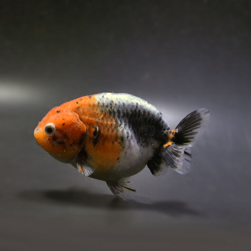 金魚王子】キリンらんちゅう 11.5cm前後 (個体番号：cde692) 金魚