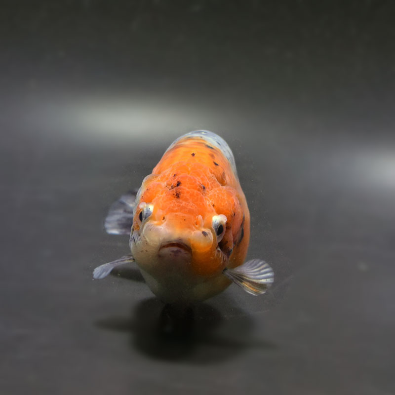 金魚王子】キリンらんちゅう 11.5cm前後 (個体番号：cde692) 金魚