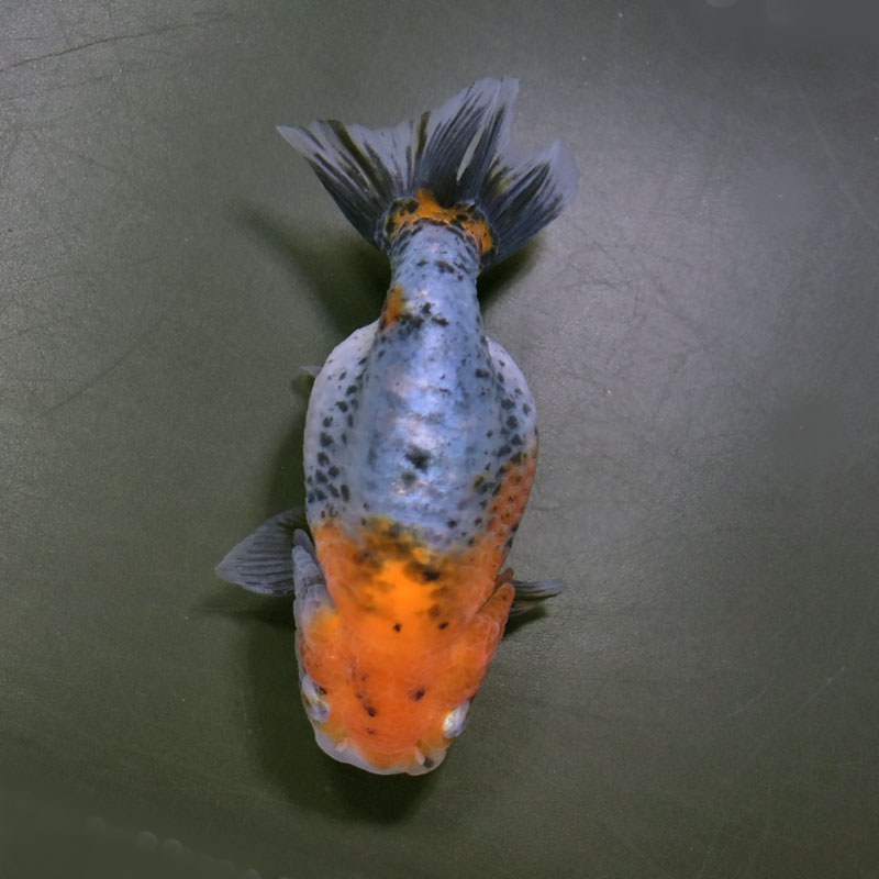 金魚-ランチュウ-デカらん子 金魚王子】キリンらんちゅう 11.5cm前後 (個体番号：cde692) 金魚