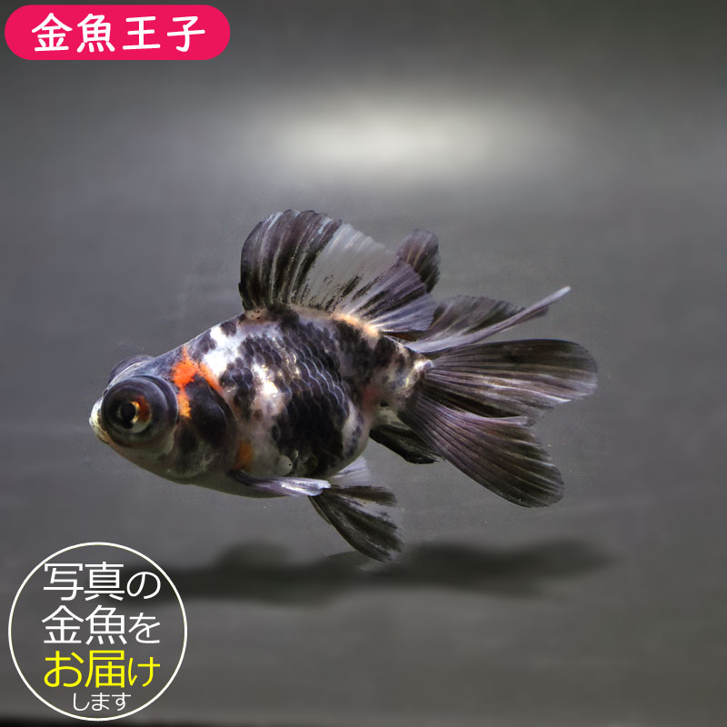 【金魚王子】キャリコ蝶尾 7～8cm前後 (個体番号：cde843) 金魚 きんぎょ 生体 蝶尾 厳選個体