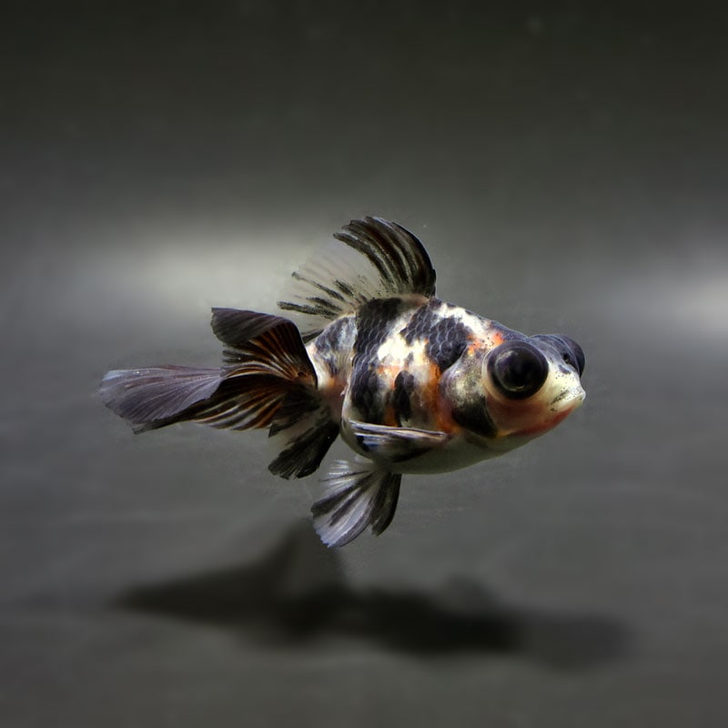 【金魚王子】キャリコ蝶尾 7～8cm前後 (個体番号：cde843) 金魚 きんぎょ 生体 蝶尾 厳選個体