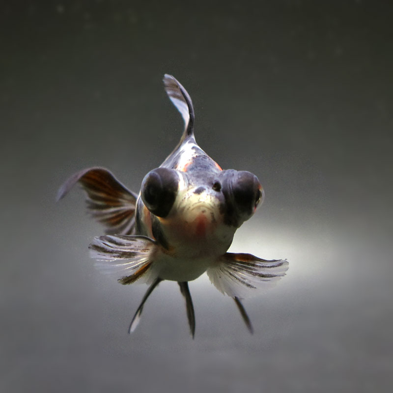 【金魚王子】キャリコ蝶尾 7～8cm前後 (個体番号：cde843) 金魚 きんぎょ 生体 蝶尾 厳選個体