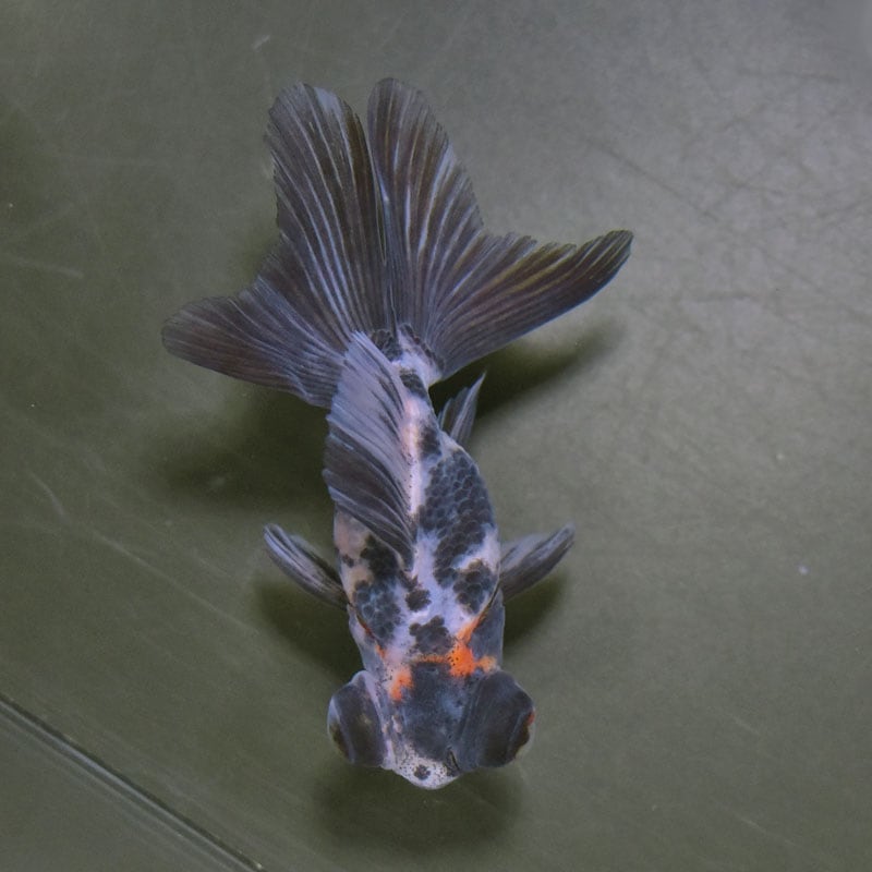 【金魚王子】キャリコ蝶尾 7～8cm前後 (個体番号：cde843) 金魚 きんぎょ 生体 蝶尾 厳選個体