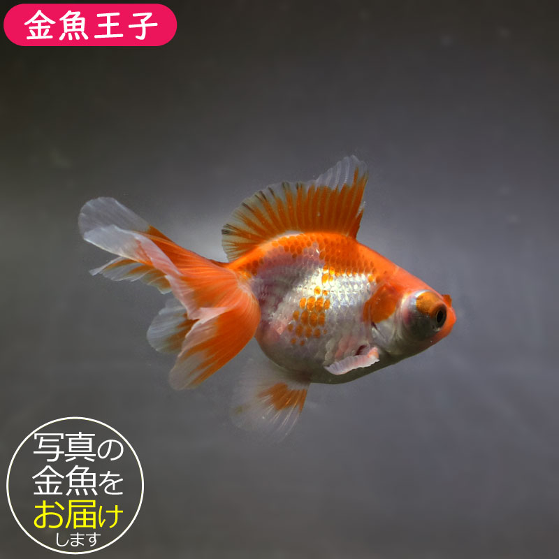 【金魚王子】更紗蝶尾 8±1cm前後 (個体番号：xsw116) 金魚 きんぎょ 生体 蝶尾 厳選個体