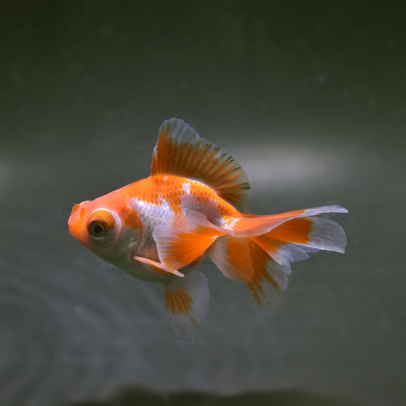 【金魚王子】更紗蝶尾 8±1cm前後 (個体番号：xsw116) 金魚 きんぎょ 生体 蝶尾 厳選個体