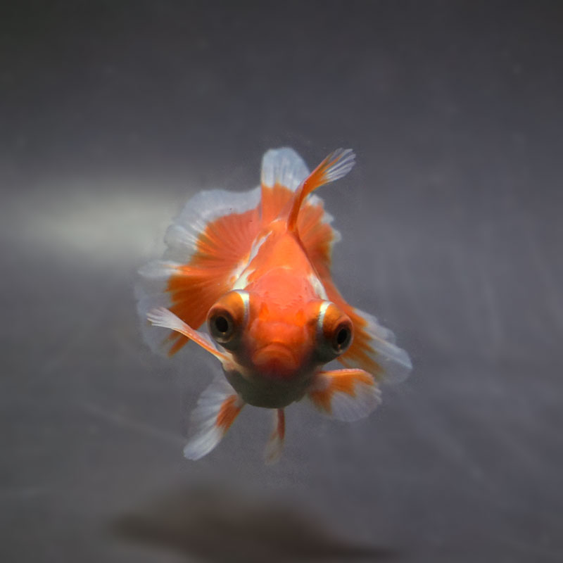 【金魚王子】更紗蝶尾 8±1cm前後 (個体番号：xsw116) 金魚 きんぎょ 生体 蝶尾 厳選個体