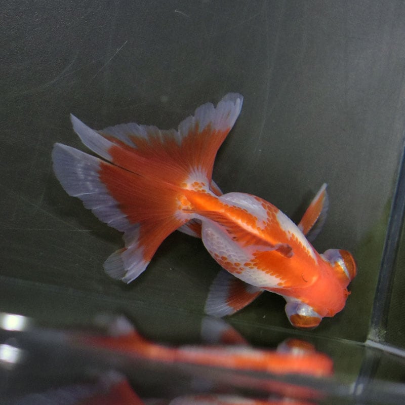 【金魚王子】更紗蝶尾 8±1cm前後 (個体番号：xsw116) 金魚 きんぎょ 生体 蝶尾 厳選個体