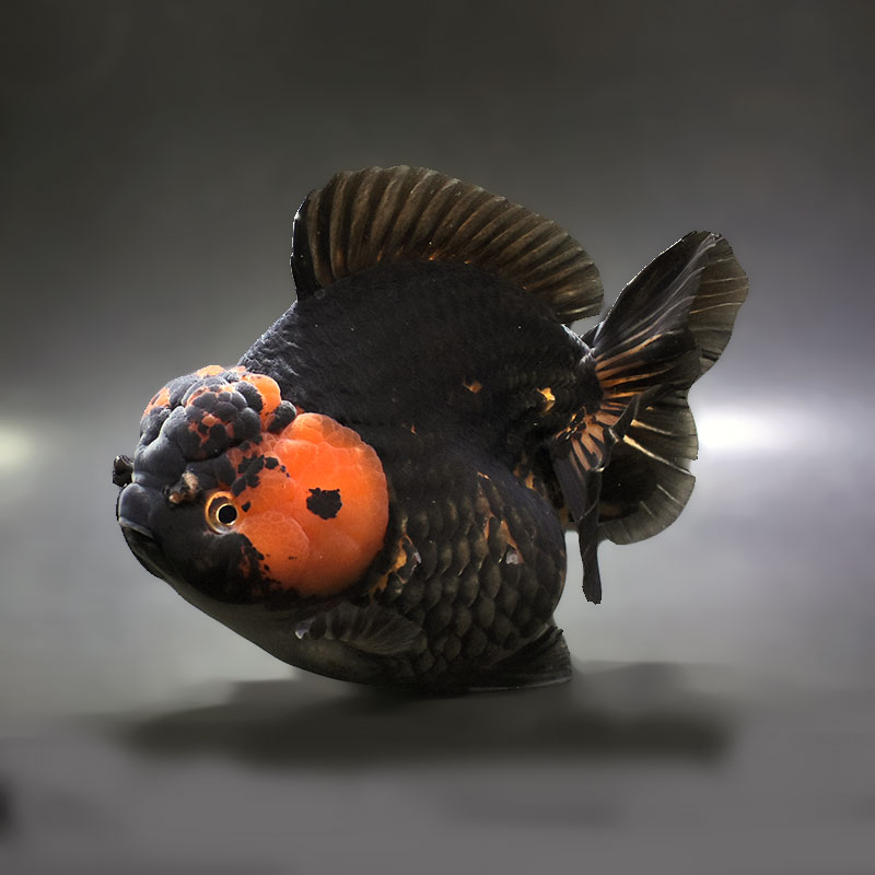 金魚王子】虎ショートテールオランダ 17cm前後 (個体番号：xsw263