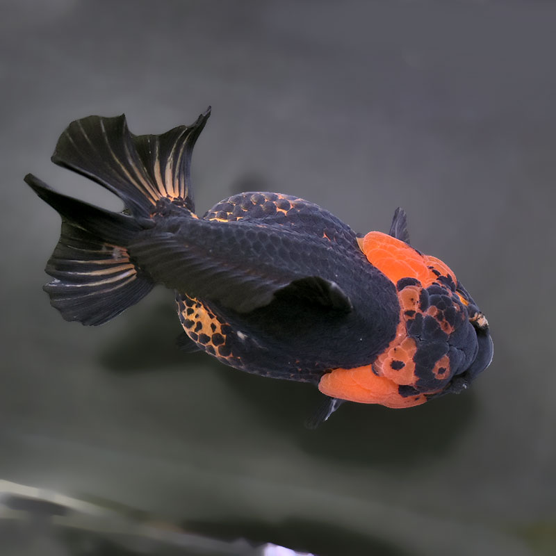 金魚　 金魚王子】虎ショートテールオランダ 17cm前後 (個体番号：xsw263