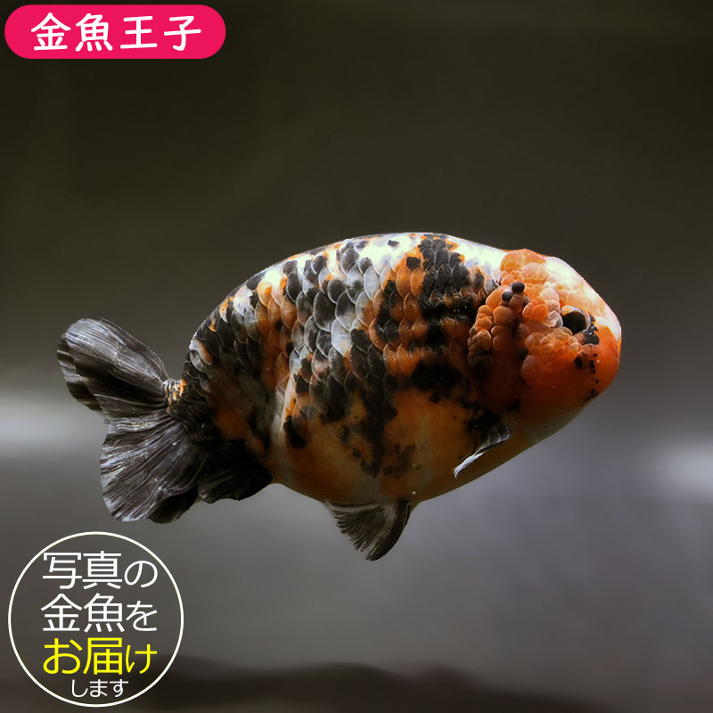 金魚王子】江戸錦 15cm前後 (個体番号：xsw621) 金魚 きんぎょ 生体