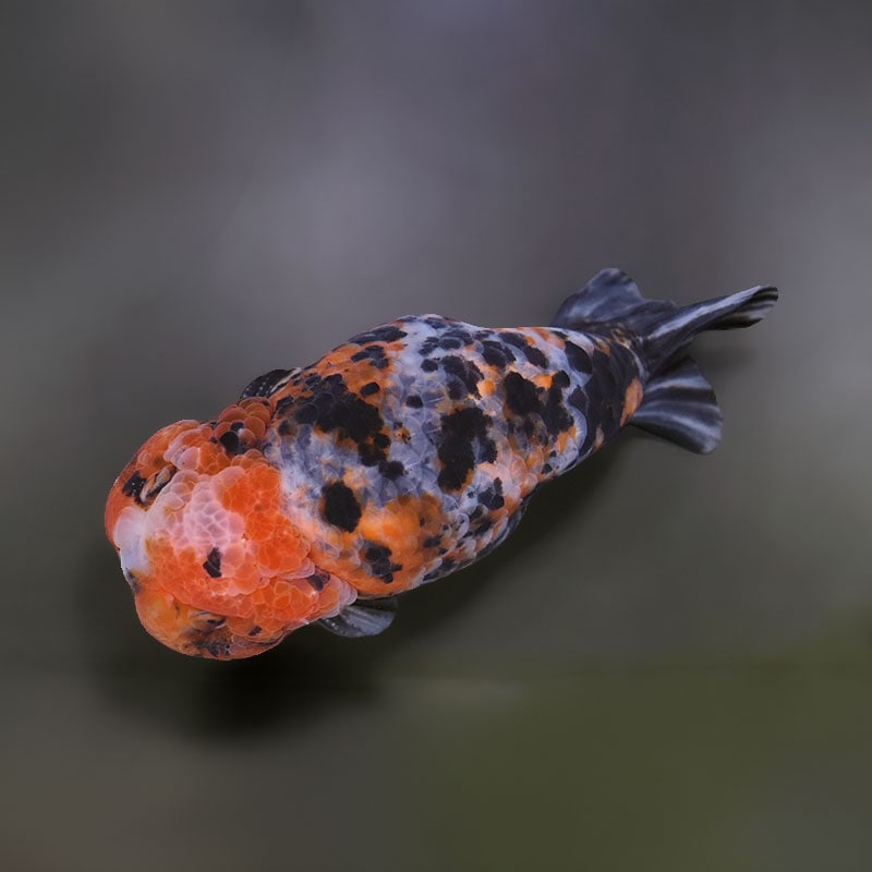 金魚王子】江戸錦 15cm前後 (個体番号：xsw621) 金魚 きんぎょ 生体