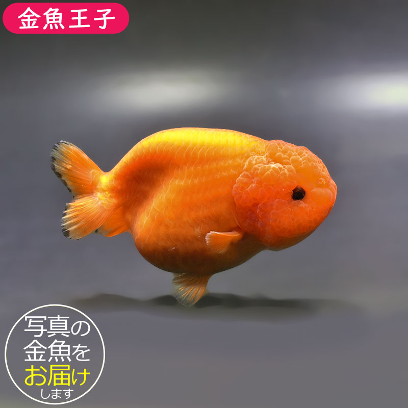 金魚王子】もみじらんちゅう 10.5cm前後 (個体番号：xsw792) 金魚