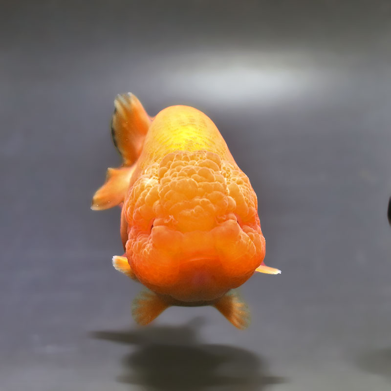 金魚王子】もみじらんちゅう 10.5cm前後 (個体番号：xsw792) 金魚