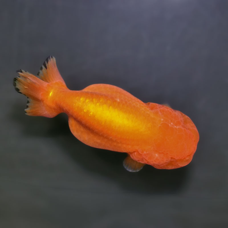 金魚王子】もみじらんちゅう 10.5cm前後 (個体番号：xsw792) 金魚