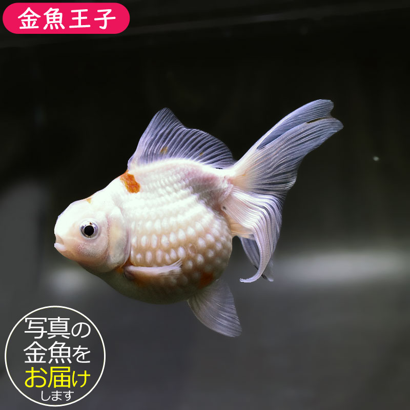 金魚王子】更紗ピンポンパール 10.5cm前後 (個体番号：xsw952) 金魚