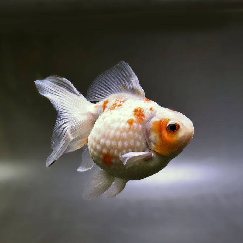 確認用  金魚 金魚王子】更紗ピンポンパール 10.5cm前後 (個体番号：xsw952) 金魚
