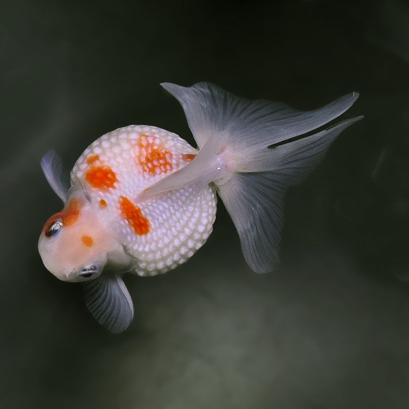 金魚王子】更紗ピンポンパール 10.5cm前後 (個体番号：xsw952) 金魚
