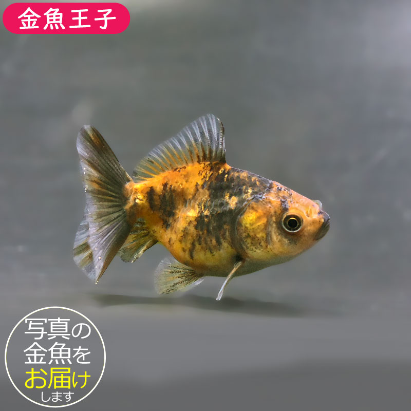 海洋金魚 金魚王子】バルーンオランダ 6.5±1cm前後 (個体番号：zaq225) 金魚