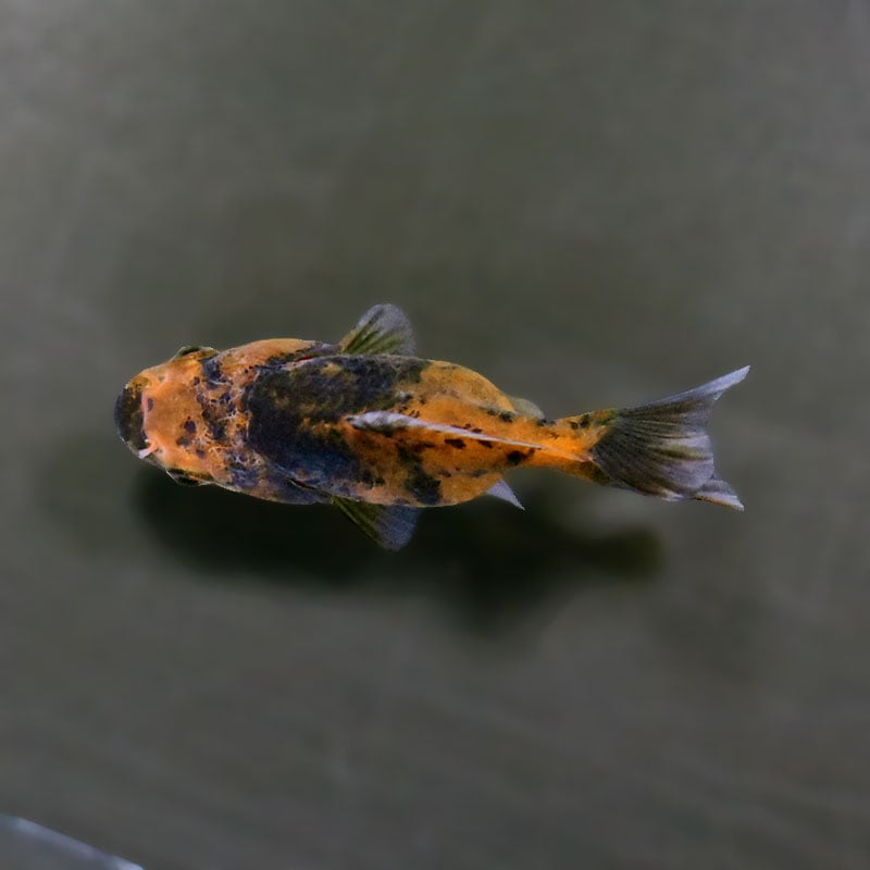 金魚王子】バルーンオランダ 6.5±1cm前後 (個体番号：zaq225) 金魚