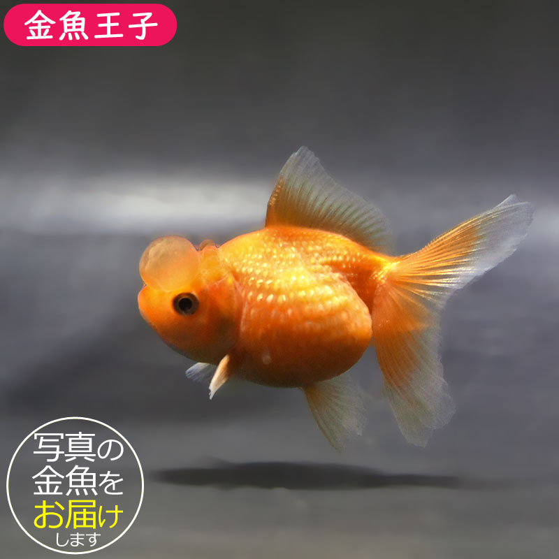 金魚王子】更紗浜錦 8～9cm前後 (個体番号：zaq754) 金魚 きんぎょ