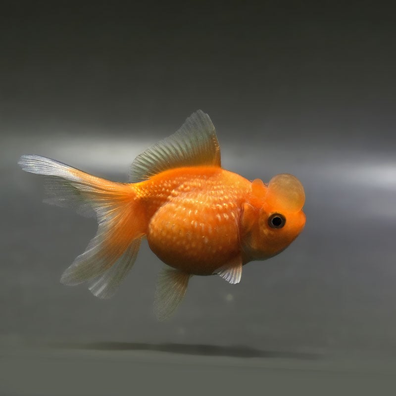 金魚さま　専用 金魚王子】更紗浜錦 8～9cm前後 (個体番号：zaq754) 金魚 きんぎょ