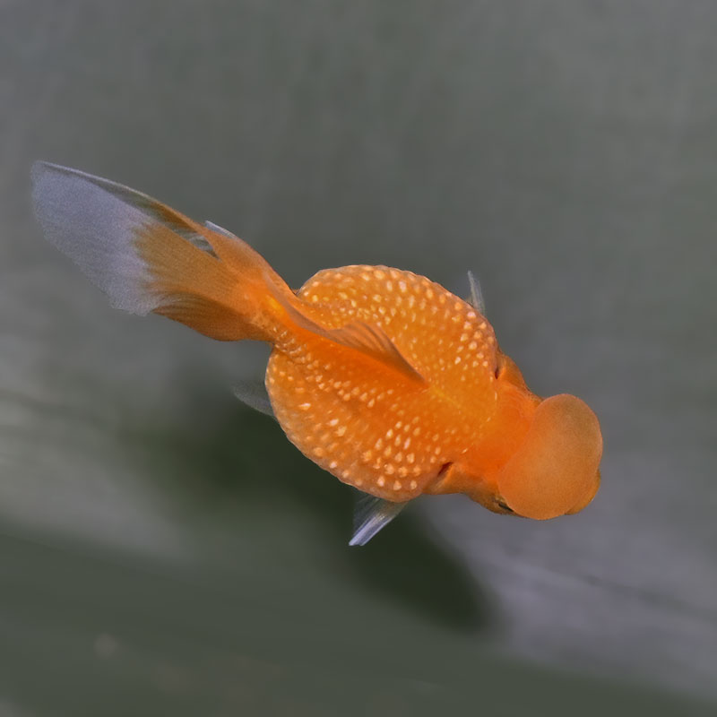金魚王子】更紗浜錦 8～9cm前後 (個体番号：zaq754) 金魚 きんぎょ