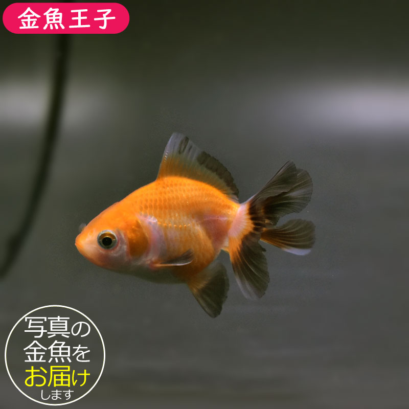 38explore MIYABI RICH SOMABITO kingyo 金魚 38explore MIYABI RICH SOMABITO kingyo 金魚 38explore MIYABI RICH