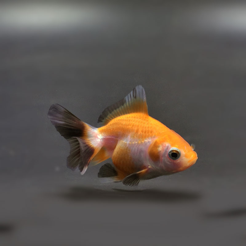 金魚一位　 金魚王子】ハーフムーンオランダ 6.5±1cm前後 (個体番号：cde524) 金魚