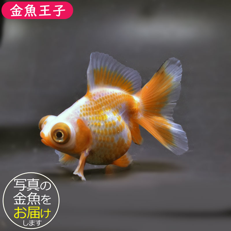 【金魚王子】三色蝶尾 8±1cm前後 (個体番号：xsw117) 金魚 きんぎょ 生体 蝶尾 厳選個体