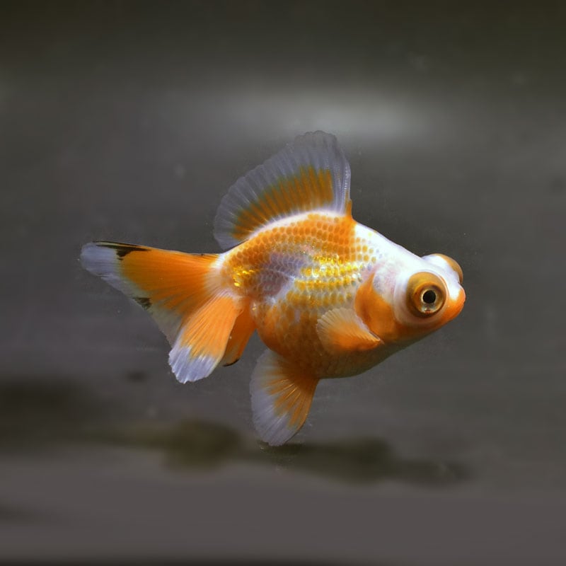 【金魚王子】三色蝶尾 8±1cm前後 (個体番号：xsw117) 金魚 きんぎょ 生体 蝶尾 厳選個体