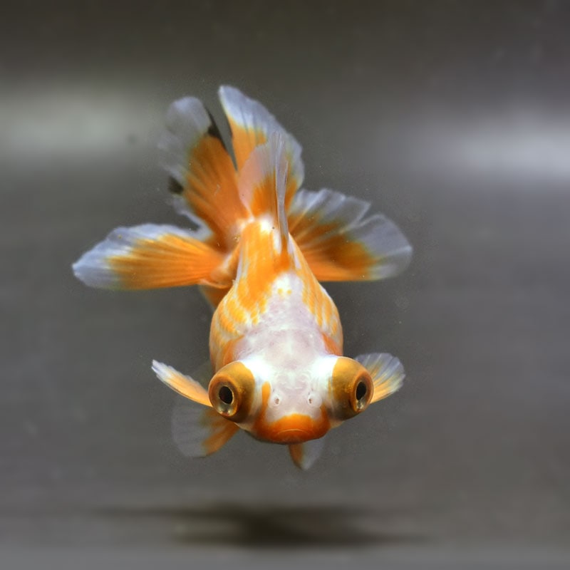 【金魚王子】三色蝶尾 8±1cm前後 (個体番号：xsw117) 金魚 きんぎょ 生体 蝶尾 厳選個体