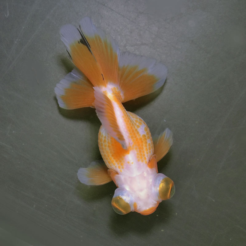 【金魚王子】三色蝶尾 8±1cm前後 (個体番号：xsw117) 金魚 きんぎょ 生体 蝶尾 厳選個体