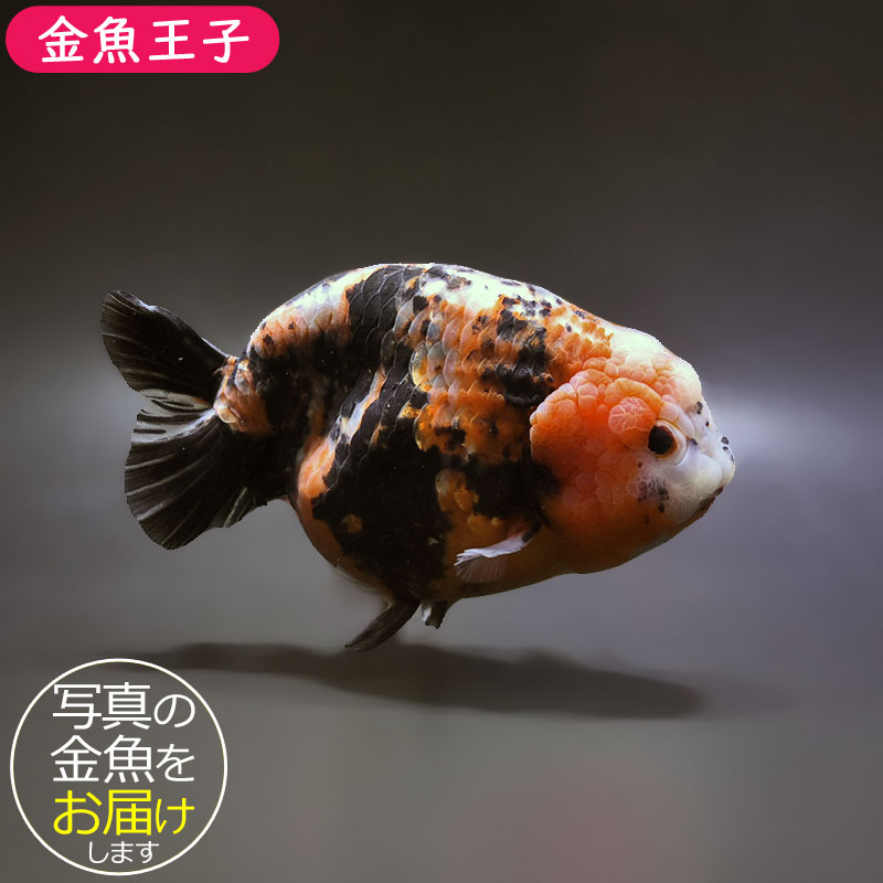金魚　 桜土佐錦 当歳魚 約3-5cm 1匹 金魚 ※カラー/雌雄の指定不可 : 有限