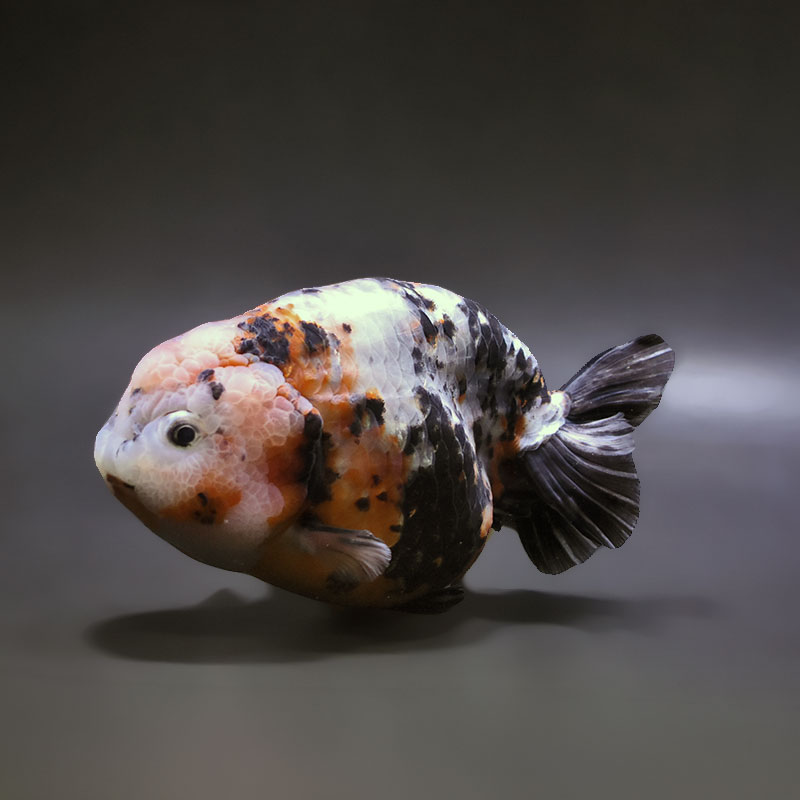 金魚　 GEX 金魚水景 天然おつまみ草 大 | 水中生物用品・水槽用品 通販