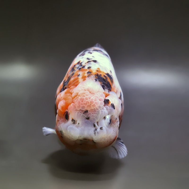 金魚王子】江戸錦 15.5cm前後 (個体番号：xsw622) 金魚 きんぎょ 生体